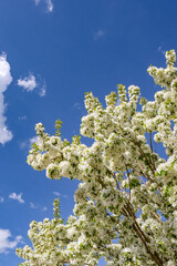 Great White Cherry tree in blossom in springtime against a blue sky. No people.