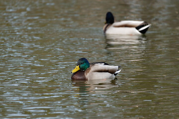 Two male mallards or wild ducks (Anas platyrhynchos) float in the pond in winter.