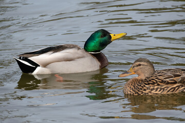 A male and female mallard (Anas platyrhynchos) are swimming together in the pond.