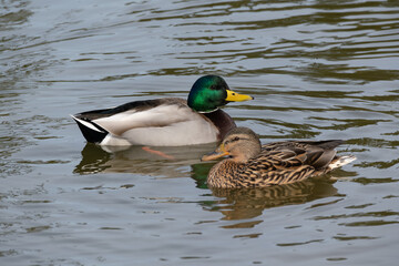 A male and female mallard (Anas platyrhynchos) are passing each other in the pond.