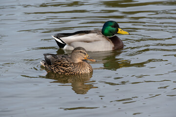 A male and female mallard (Anas platyrhynchos) are swimming side by side in the pond.