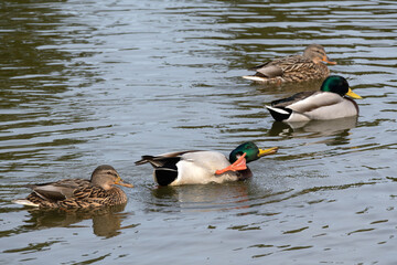 A male mallard duck scratching its neck with its foot in the water
