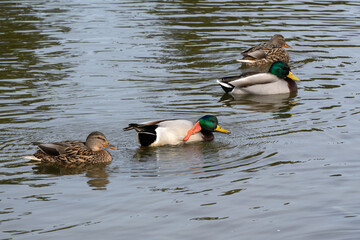 A male mallard duck scratching its neck with its foot in the water