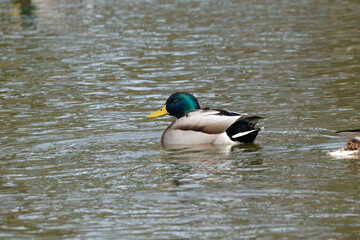 A side view of a male mallard (Anas platyrhynchos) swimming in the pond.
