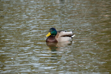 A male mallard or wild duck (Anas platyrhynchos) floats in the pond in winter.