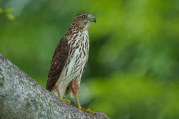 Cooper's Hawk perched on a branch