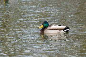 A side view of a male mallard or wild duck (Anas platyrhynchos) swims in the pond in winter.