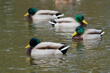 Male mallards (Anas platyrhynchos) are swimming side by side in the pond.