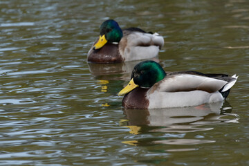 Two male mallards or wild ducks (Anas platyrhynchos) swim in the pond in winter.