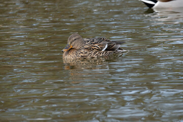 A female mallard or wild duck (Anas platyrhynchos) swims in the pond in winter.