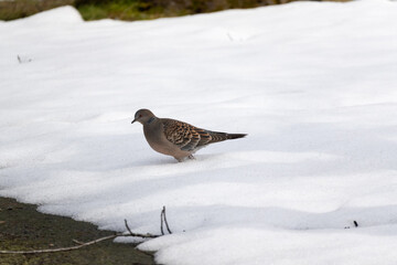 The Oriental turtle dove (Streptopelia orientalis) walks on the snow.
