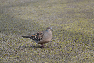 The oriental turtle dove (Streptopelia orientalis) walks on the ground.