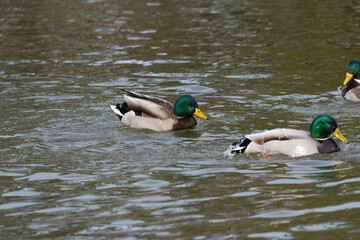 Two male mallards or wild ducks (Anas platyrhynchos) swim in the pond in winter.