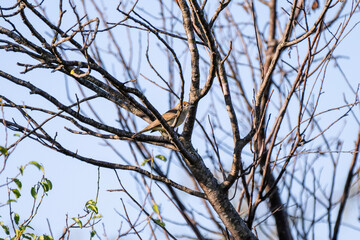 the eurasian blackcap small bird perches quietly among leafless branches against a clear blue sky, blending into the muted tones of the tree.
