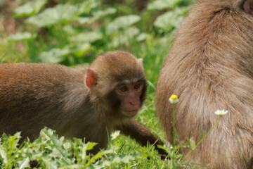 mother and baby macaque