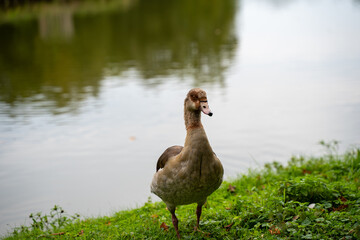 Duck by calm pond and green grass