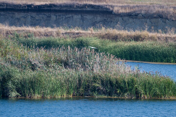 A white bird glides above tall reeds near an eroded embankment, capturing a fleeting moment in a wild wetland.