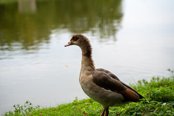 Duck by tranquil riverbank in greenery