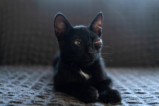 Black rescue cat with one eye lost due to feline herpes virus infection, injured kitten portrait, disabled pet adoption, animal shelter adoption, veterinary care treatment concept, unique one eyed