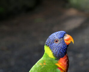 rainbow lorikeet portrait with blurred background, colorful parrot. Trichoglossus moluccanus bird head
