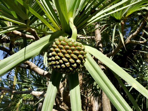 common screwpine fruit or pandanus utilis, close up of the fruit in a tree, low angle view  