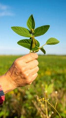A hand holds a soybean plant against a field