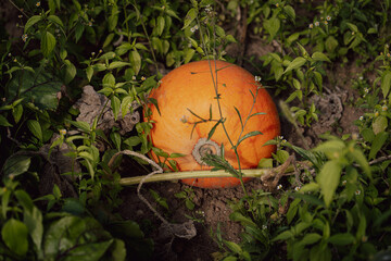 Bright ripe pumpkin growing in the garden among grass, autumn cozy atmosphere with seasonal harvest captured in a natural outdoor setting.
Extreme close-up.