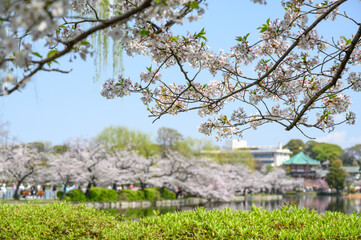Beautiful cherry blossoms blooming in Ueno Park, Tokyo, Japan. clusters of sakura flowers in spring.
