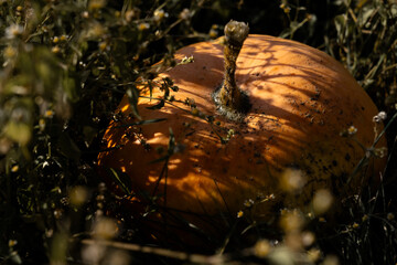 Bright ripe pumpkin lying on the ground in the garden, beautifully lit by sunlight with plant shadows, autumn atmosphere of seasonal harvest outdoors.