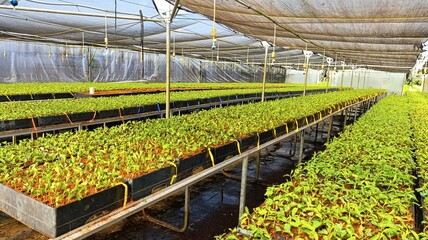 Greenhouse nursery of eucalyptus seedlings arranged in rows, symbolizing sustainable forestry and cultivation.
