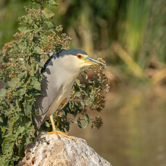 A Black Crowned Night Heron