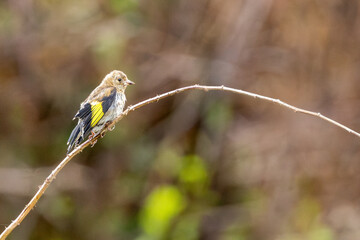 Juvenile European Goldfinch (Carduelis carduelis) common across Europe -  Bull Island, Dublin