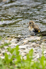 Juvenile European Goldfinch (Carduelis carduelis) common across Europe -  Bull Island, Dublin