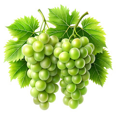 Obraz premium Two bunches of green grapes hanging with vibrant green leaves on a white background