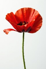 Intricate details, single red poppy, against white , stock, garden, close up