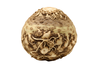Close-up view of a round celeriac root, showcasing its textured exterior with intricate root patterns against a stark black background.