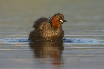 Little grebe (Tachybaptus ruficollis / Zwergtaucher)