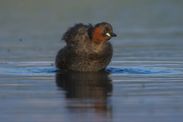 Little grebe (Tachybaptus ruficollis / Zwergtaucher)