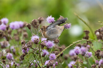 Juvenile European Goldfinch (Carduelis carduelis) common across Europe -  Bull Island, Dublin
