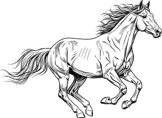 Detailed black and white line drawing of galloping horse showcasing anatomy, motion, and equine power for vector art and educational use