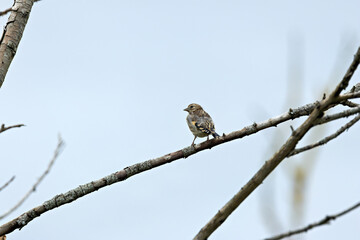 Juvenile European Goldfinch (Carduelis carduelis) common across Europe -  Bull Island, Dublin