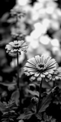 Black and white floral display highlights zinnias
