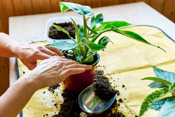 Repotting of Climbing 'Philodendron White Princess' houseplant. Indoor gardening. Hobby. © Caterina Trimarchi