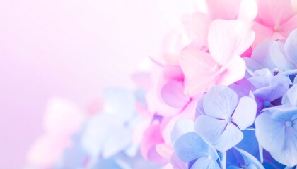 Pastel hydrangea blossoms close-up