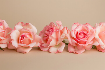 Roses lying in a row on beige background. Elegant romantic floral composition.