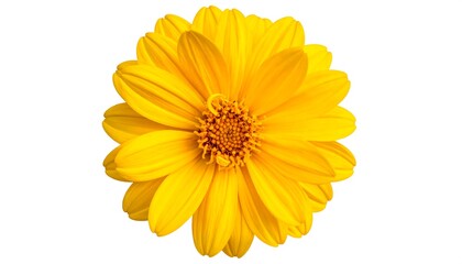 Close-up of a vibrant yellow flower