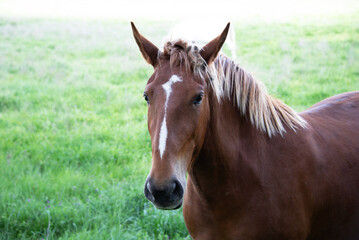 Fototapeta premium Close-up of a horse grazing in a field
