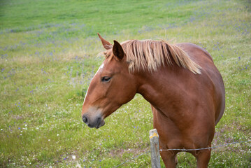 Obraz premium Close-up of a horse grazing in a field