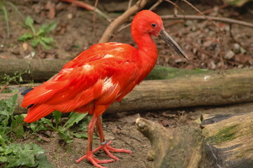 red ibis young