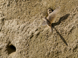 Sand Martins (Riparia riparia) at nesting colony